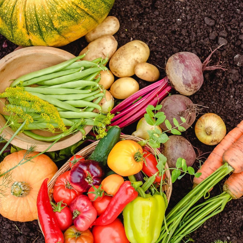 Terreau, engrais et semences